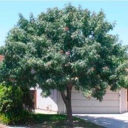 Red Push Pistachos For Shade In 15 Gallon 8F The Tall $100 Each 