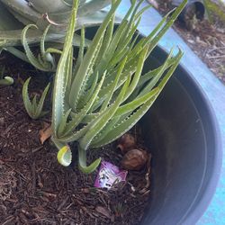 Aloe Vera 