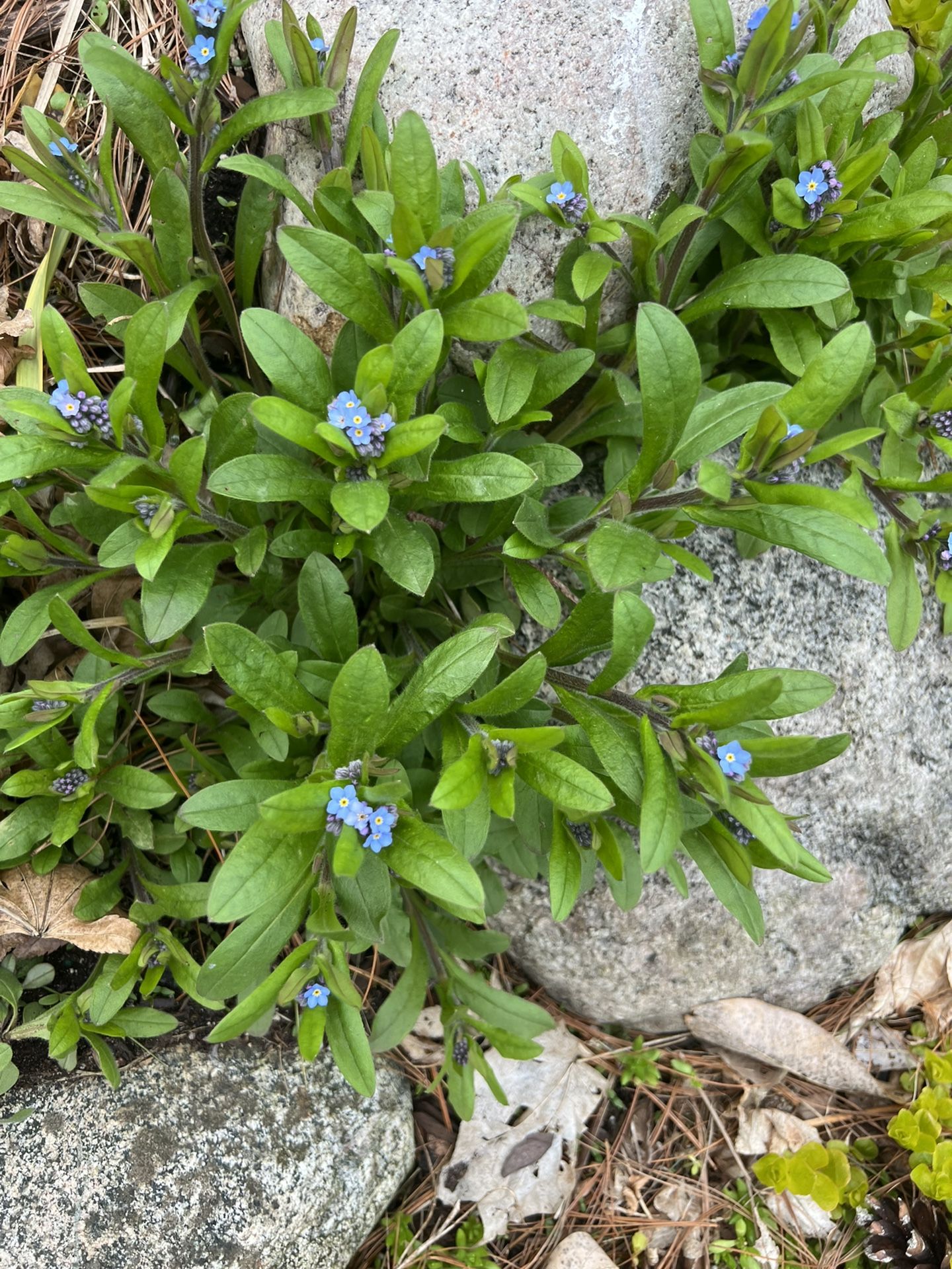 Ground Covers Perennials 