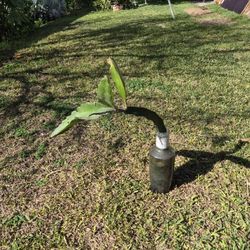 Pitalla  Viva De Adorno 15