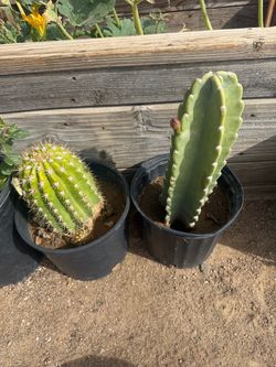 Cactus