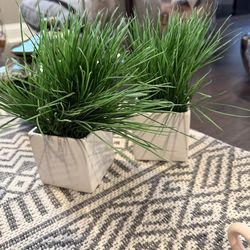 2 decorative plants (small)