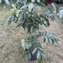 Grafted Guava