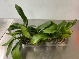 Phalaenopsis orchid plants