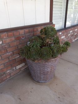Beautiful Extra Large Round Stone Planter