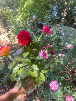 🎊🎈🎉$2 per rose (You pick) Roses (about 10 colors available) zip95820