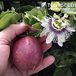 Passion Fruit Purple 1 Gallon Plant Fully Grown