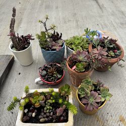 Potted succulent $3 each