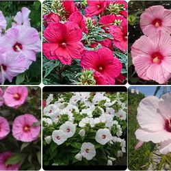Perennial Hibiscus plants seeds. Each pack$3-$4.