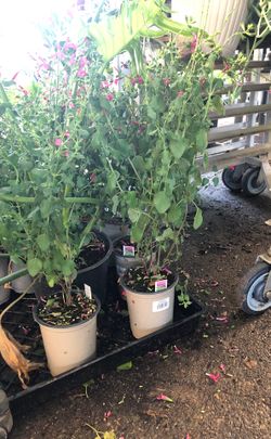 Hotlip plant in 5 in pot