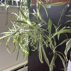 Spider Plant Babies