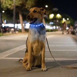 LED Dog Collar, Light Up Dog Collars, USB Rechargeable