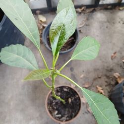 Avocado Plants 