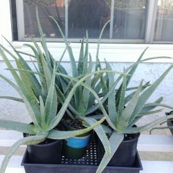 Tray of 1 Gallon Aloe Vera (6 pots)