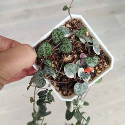 Variegated and Standard String of Hearts Plant