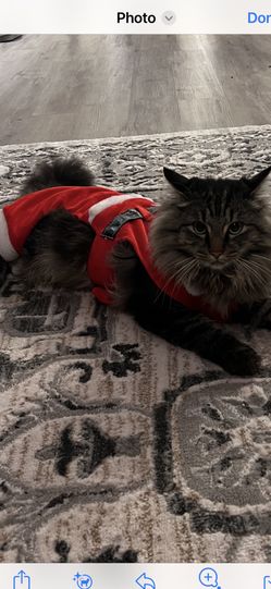 Small Pet Christmas Outfit