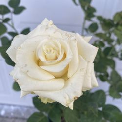 Rose Bush Plant, In 5 Gallóns Pot pick Up Only