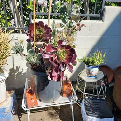 Plant yard sale!!!!!!