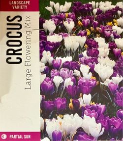 🌷 BULK FLOWER BULBS – NURSERIES / LANDSCAPERS / RESELLERS 🌼