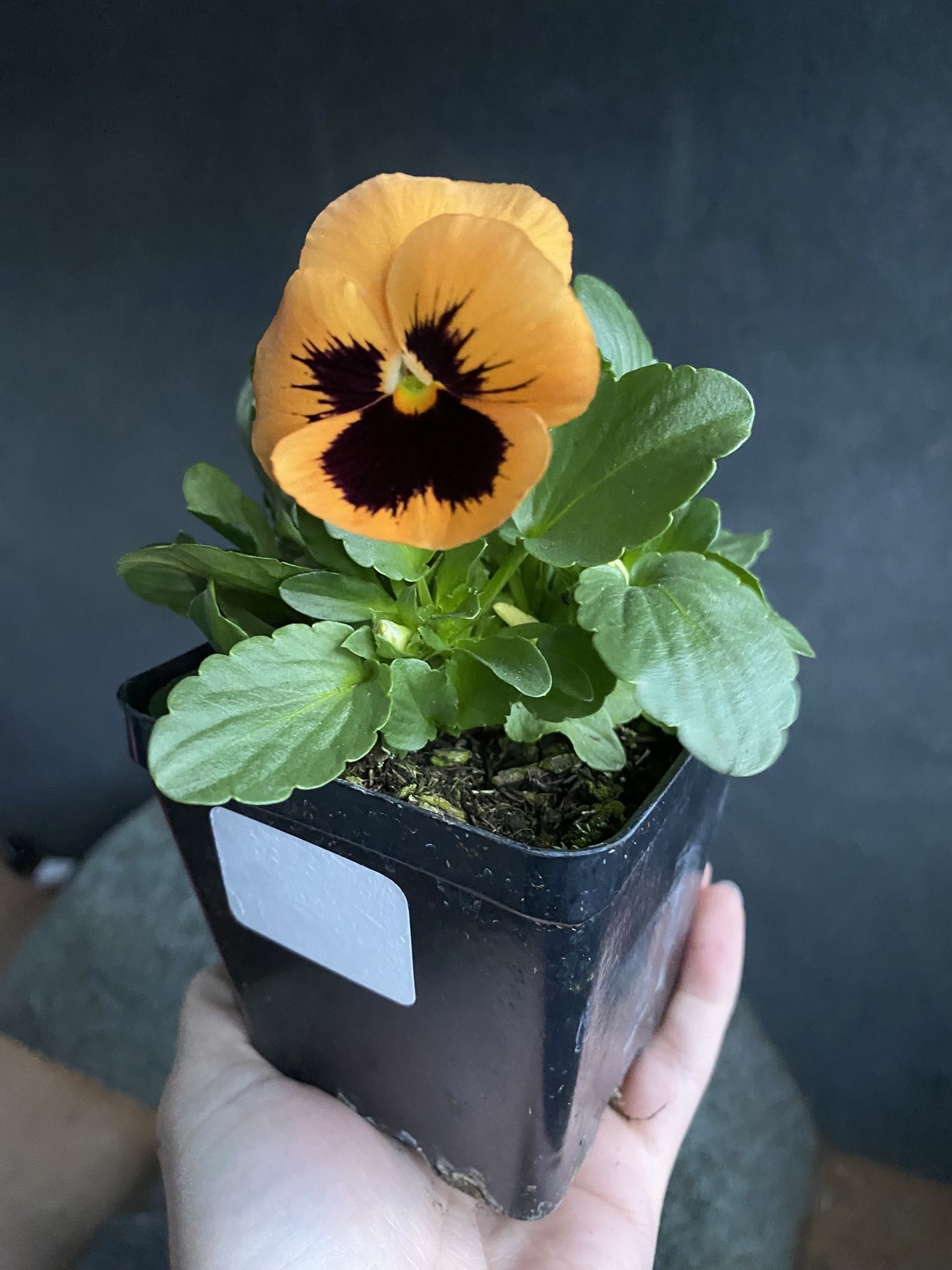 Pansy Flower Plant