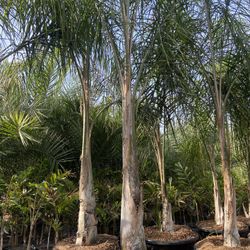 Queen Palms