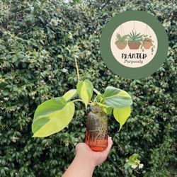 Brazilian Philodendron Propagation In Water! 🪴