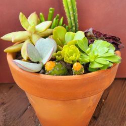 Succulent And cactus Mix In Terra Cotta Pot