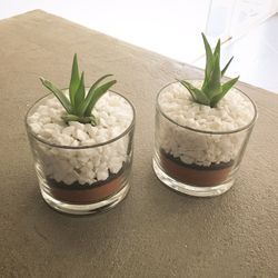 Real Planted succulents