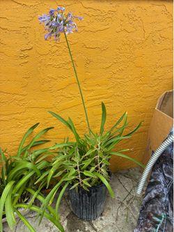 BEAUTIFUL AGAPANTHUS PURPLE COLOR