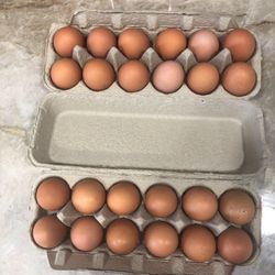 Farm Fresh Eggs 🍳🥚