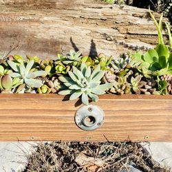 Perfect Gift~Hand Crafted Succulent Box