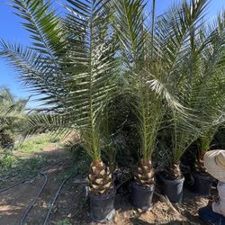 Palm Trees