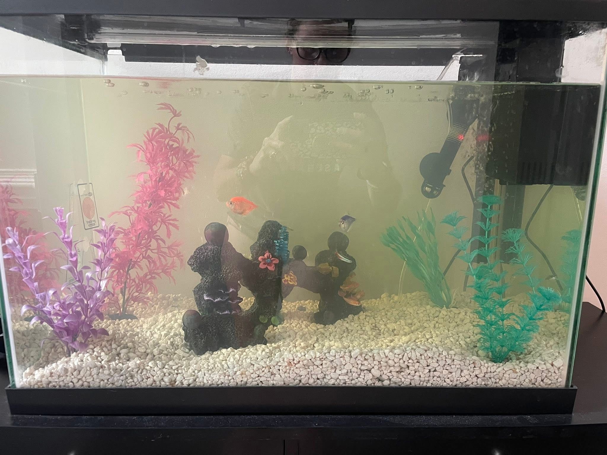 20 Gallon Fish Tank