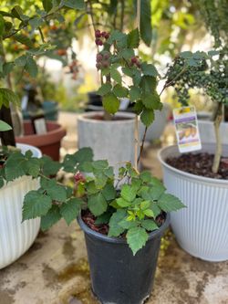 Thornless blackberry tree
