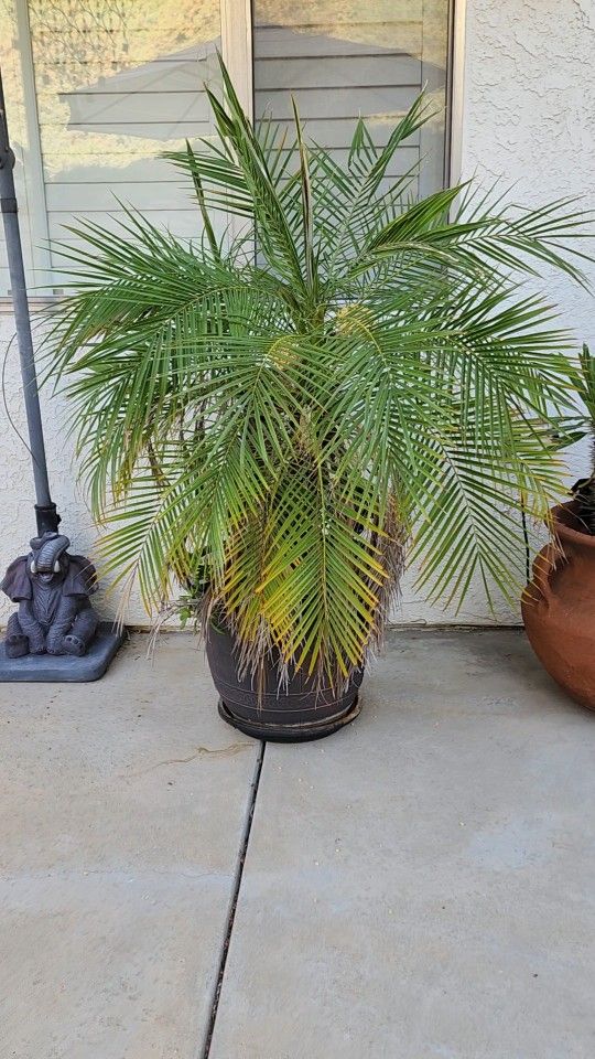 Pygmy Date Palm