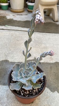 succulent-echeveria