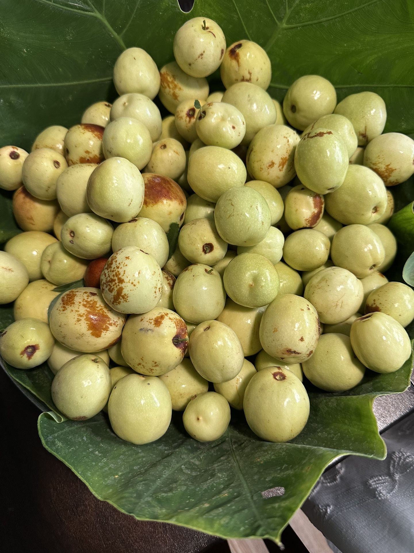 Freshly Picked  Organic  Jujube Fruits