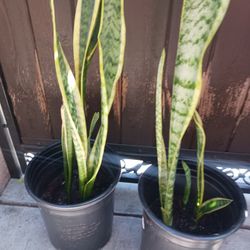 Sneke Plant,rosemary,soculent Plant 