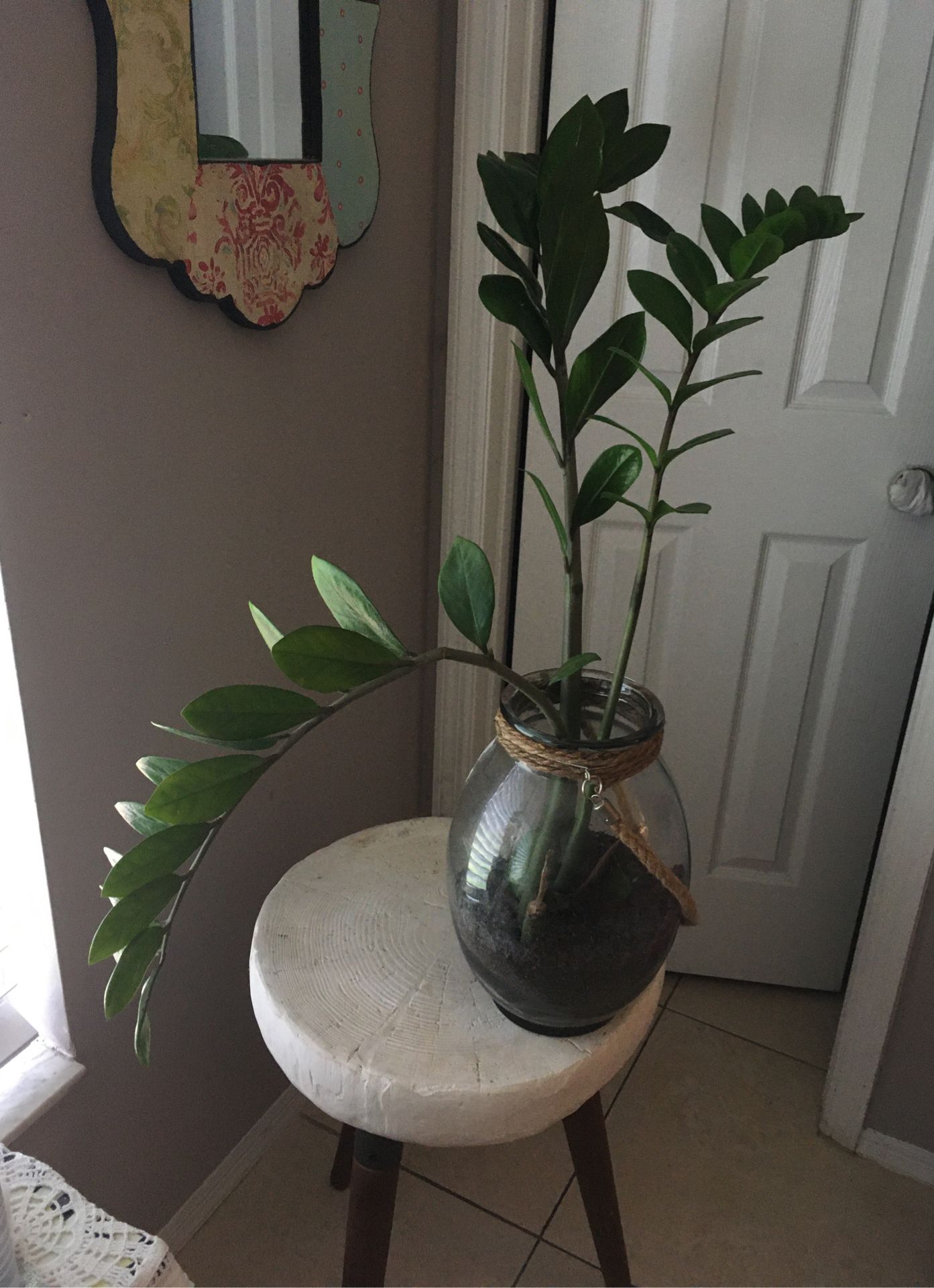 Big zzplant