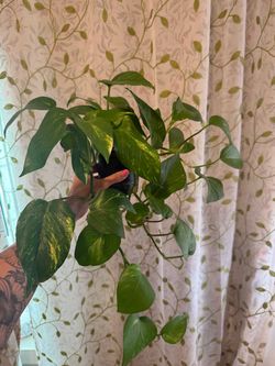 Happy Pothos Plant