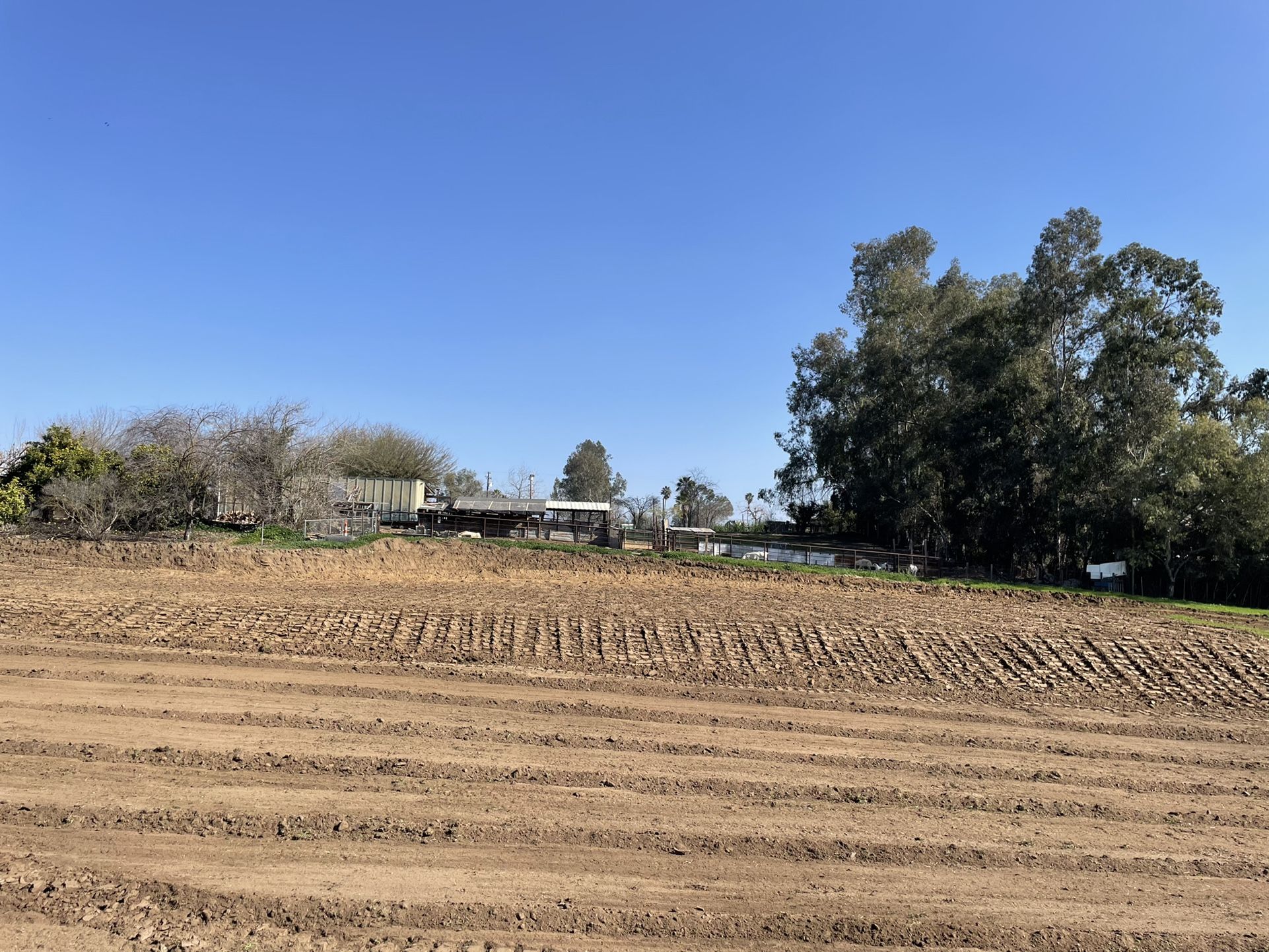 Rectors Dozer Work