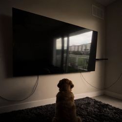 TCL 75" Class Q6 QLED 4K Smart Google TV (2024) 75Q651G — Dolby Vision, 120Hz
