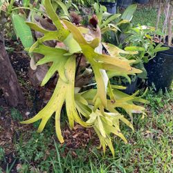 Plantas 