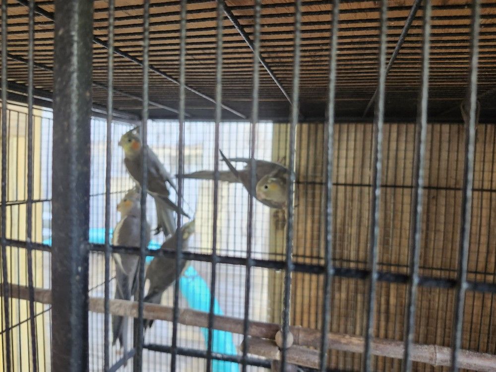 Cockatiels Or Big Bird Cage 