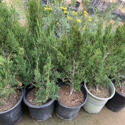 Junipers 12$ In 5 Gallon 