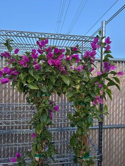 Purple bougainvillea