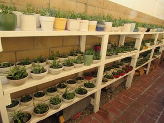 Many Succulent Arrangements, New