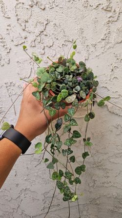 4" String of Hearts