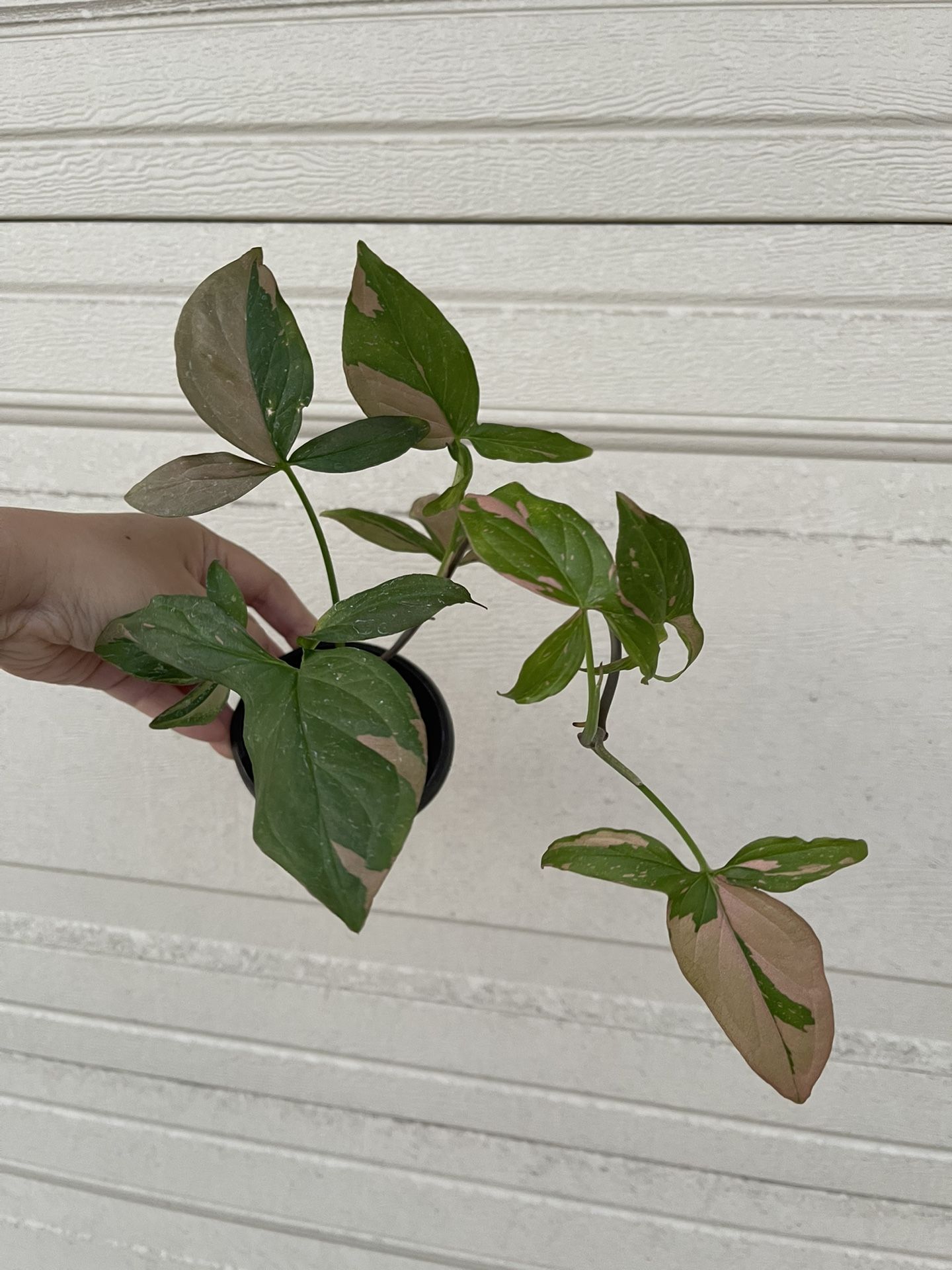 Pink Splash Syngonium Plant