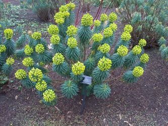 euphorbia characias subsp. wulfenii plant